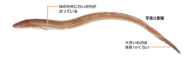 【中国鳗鱼网消息】:日本周边的水域栖息着约30种康吉鳗的近亲,海鳗是其中之一。与鳗鲡相比,康吉鳗的脂肪含量较少,味道较清淡,一般用作寿司、天妇罗或蒲烧的原料,也有蒸煮后食用的。它是江户前寿司不可或缺的食材,一般寿司店喜欢中小规格的康吉鳗,市场上大规格的价格较低,但是最近大规格的康吉鳗逐渐为消费者所接受,价格上升。