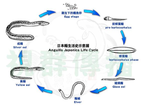 玻璃鳗线鳗玻璃鳗鱼苗大山谷图库 