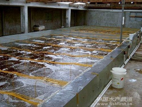 泰国虾苗场图1/2:使用池底大氧的方式,使用角毛藻做为蚤虾和糠虾期的