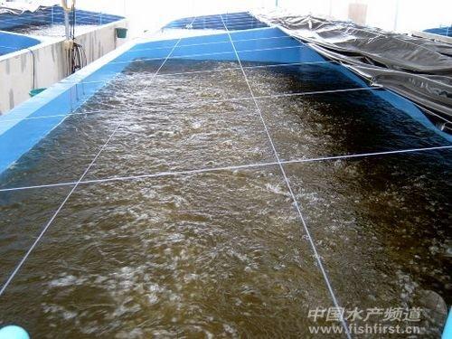 图3/4:另一种泰国式虾苗场,使用池底大氧的方式,使用角毛藻做为蚤虾和