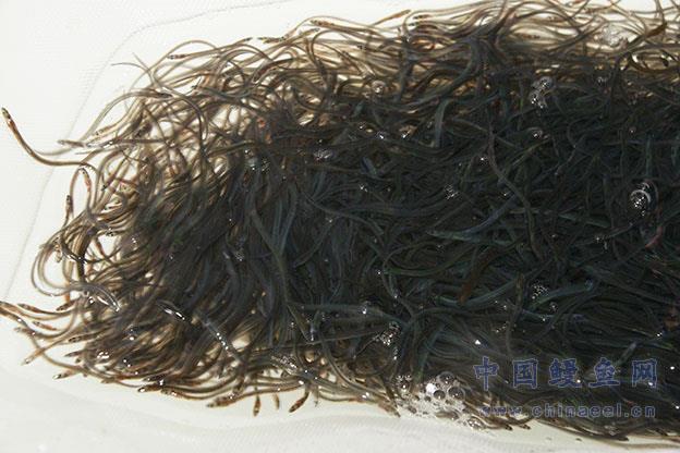 翪ź 200kg