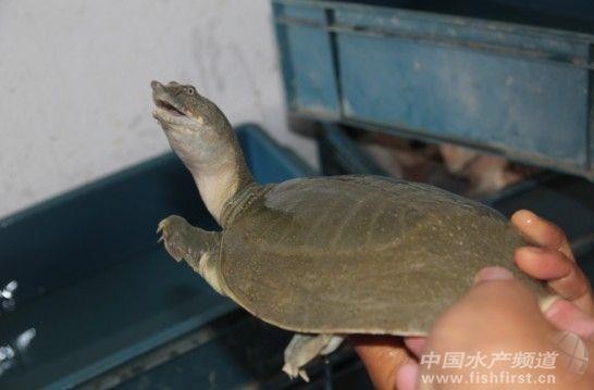 2013年甲鱼头批投苗量或减两成