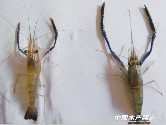 高邮罗氏沼虾遭遇铁虾困局