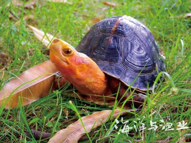 八大珍稀名龟鉴赏; 世界上最稀有的乌龟;
_动物世界 近年来,我国名龟养殖日渐兴起,名龟产业已经成为两广(广东和广西)农村经济新的增长点。 本刊编者筛选了两广地区的主要养殖珍稀名贵龟类,以供鉴赏。 安南龟 安南龟,又名越南龟,隶属潮龟科,安南龟属。越南将其列为国家一级保护动物,主要分布在越南中部地区。安南龟集食用、药用和观赏价值于一身,深受群众喜爱。从外形上看,安南龟形似黄喉拟水龟,特别是体形、背及腹甲极其相似,在购买时需认真鉴别。 哈米顿氏龟 哈米顿氏龟,又名斑点池龟、汉密尔顿龟,隶属淡水龟科,池龟属。主要分布于巴基斯坦、印度、孟加拉国、尼泊尔等国,是