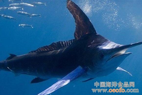 新西兰初级产业部继续保留马林鱼商业捕捞禁