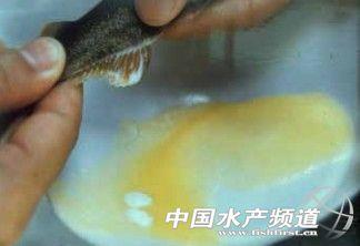 香鱼人工授精,采精(淡水繁养殖研究中心黄家富提供)