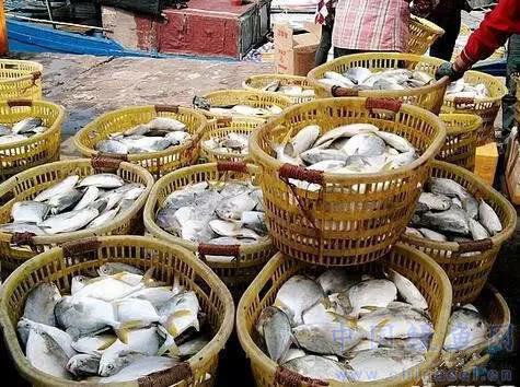 收入证明范本_支出收入表格_养殖户怎么提高收入(2)