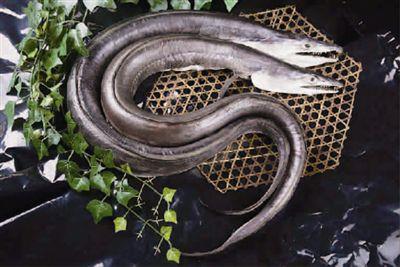 风鳗鲞与风鳗筒-中国鳗鱼网