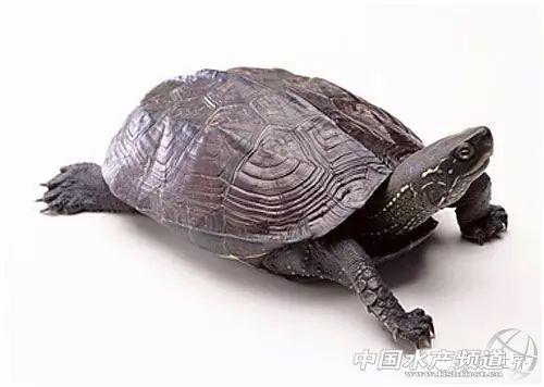草龟  