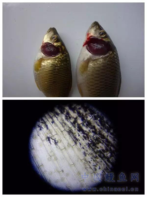 感染车轮虫的鲤鱼鳃丝鳃丝呈鲜红色,水肿明显,镜检尾鳍可见大量