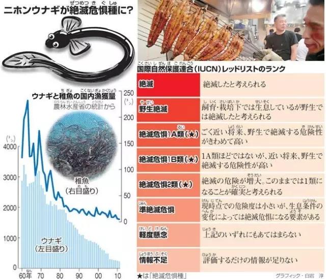01%,日本鳗鲡的人工育苗之路还要探索多久?