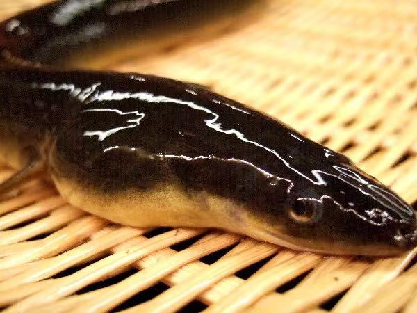 独家：2023年9月12日-2023年9月21日福建广东市场活鳗批发报价