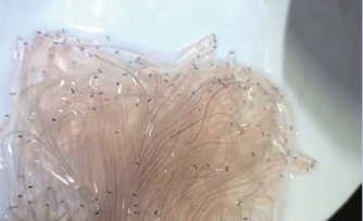 鳗苗渔情观察：截止大潮首日累计渔获约3500公斤