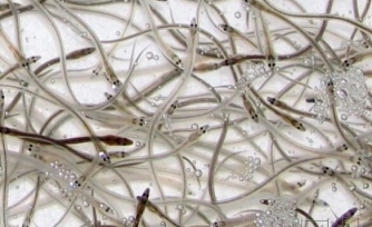 截至2月6日为止，全球日本鳗苗捕捞约17.5吨