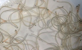 截至4月3日，东亚鳗苗总累计捕捞量约67.8吨