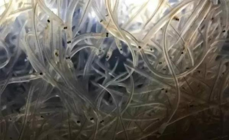 截至5月15日2026年鳗苗捕捞季东亚地区捕捞量超71吨